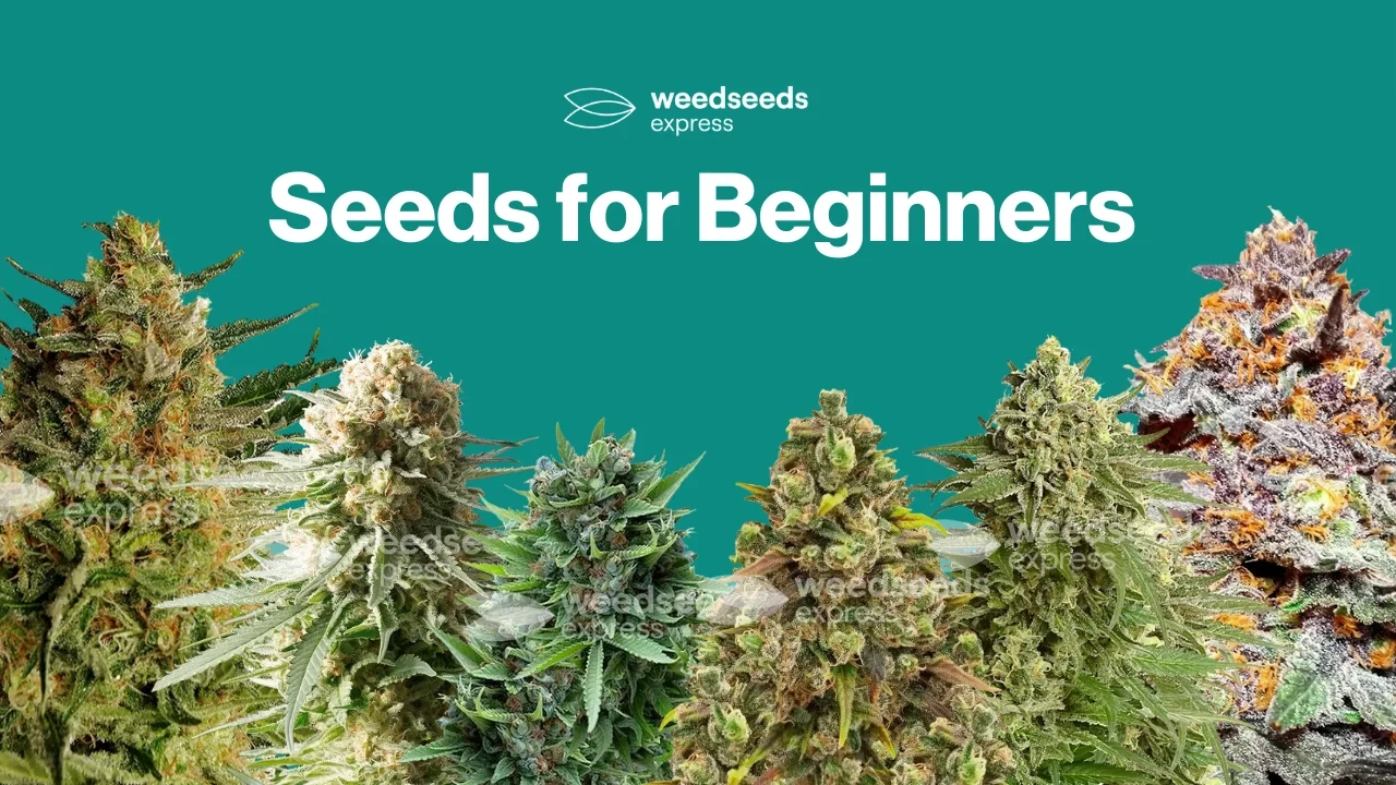 Marijuana Seeds For Beginners